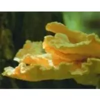 Міцелії грибів - Глива жовта