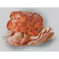 Міцелії грибів - Глива рожева