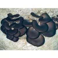 Міцелії грибів - Глива чорна