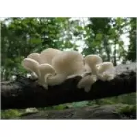 Міцелії грибів - Глива біла