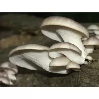 Міцелії грибів - Глива сіра