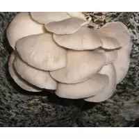 Міцелії грибів - Глива бежева